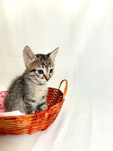 Gatinhos filhotes pra adoção