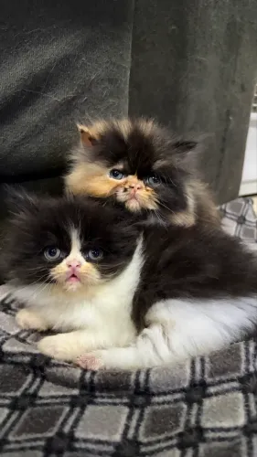 Gatos Persas com Garantia 