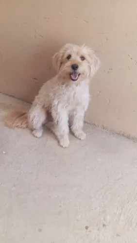 Adote a Safira !