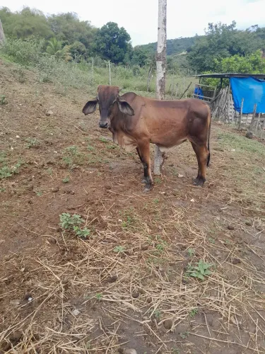 Bezerro