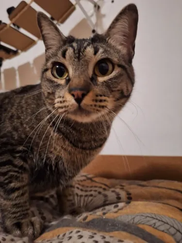 ADOÇÃO RESPONSÁVEL DE GATA
