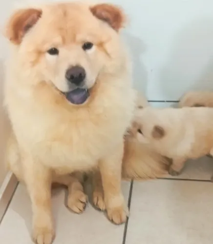 Filhotes de Chow Chow - Cor Creme