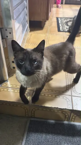 Gatinha siamesa, FIV e FELV negativo, adoção