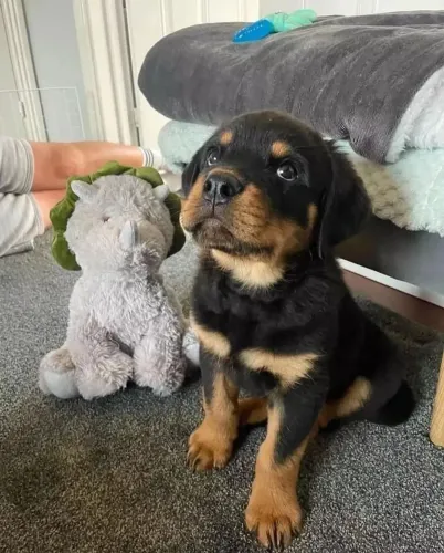 Rottweiler Um filhote que reúne imponência, inteligência e lealdade