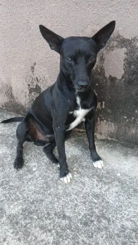 Cãozinhos para adoção 
