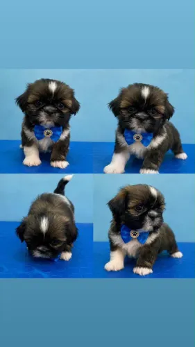 Lindo filhote macho shih tzu