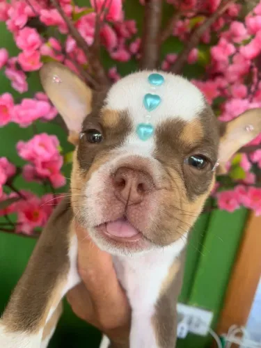 Bulldog Francês todas as cores da raça a pronta entrega, info via