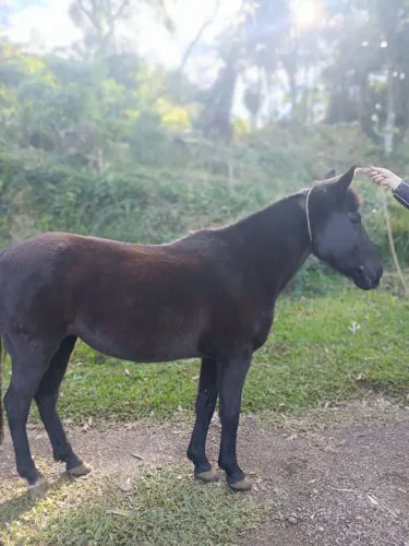 Cavalo. Égua 