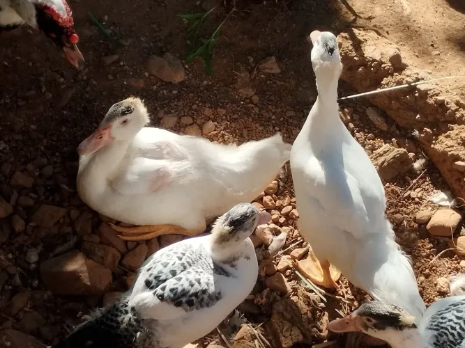Patos jovens