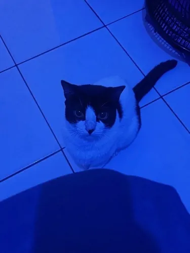 Doação responsável de gata