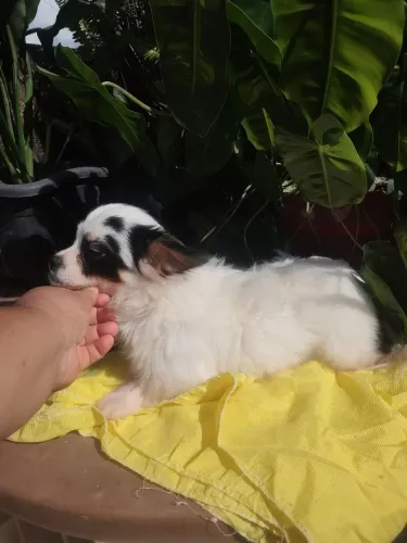 Chihuahua macho pelo longo