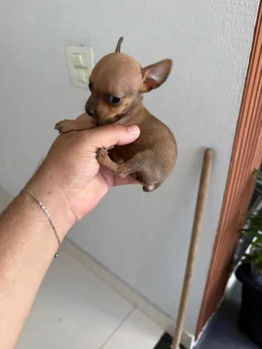 Pinscher fêmea zero