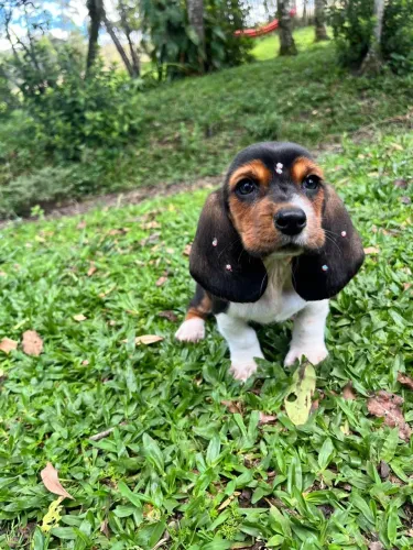 Basset Hound fêmea