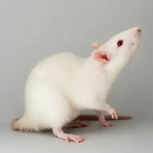 Doação Ratas Twister | Criteriosa e Responsável