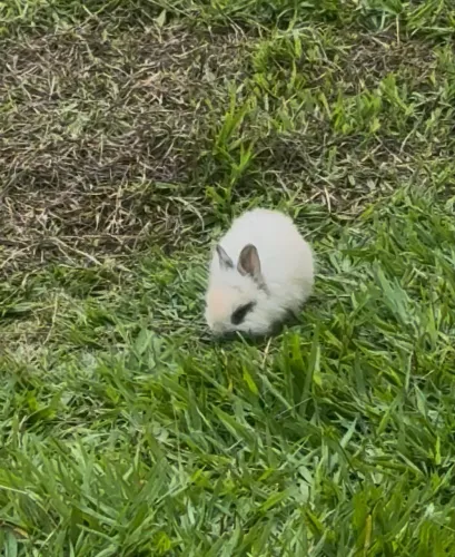 Vendo mini coelhos