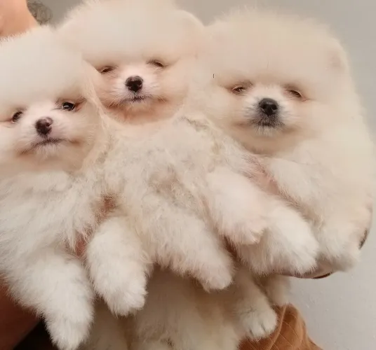Filhotes de Lulu da Pomerânia