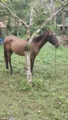 cavalo