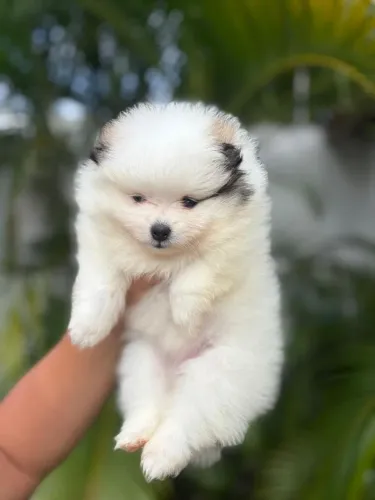 Spitz alemão anão fêmeas