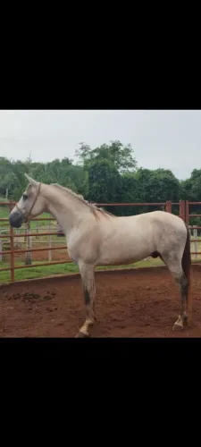 Cavalo mangalarga marchador