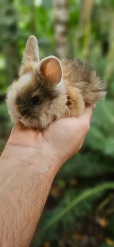 Mini coelhos mini lion