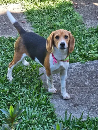 Beagle Fêmeas | Entrega em Maringá 27/03