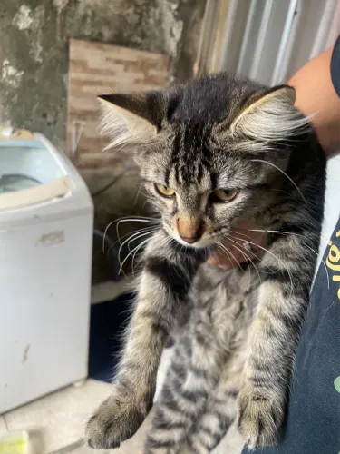 Gatinhos