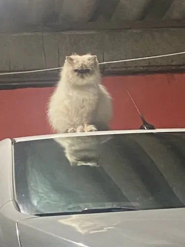 Vendo um gato persa de 1 ano e 6 meses não castrado fêmea por 1.000,00reais
