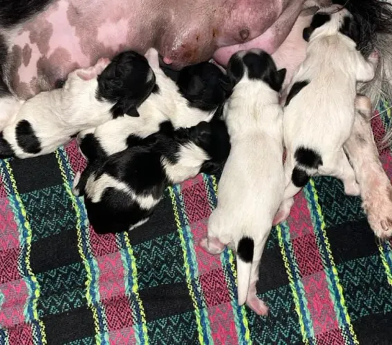 Filhotes de Shihtzu Puro
