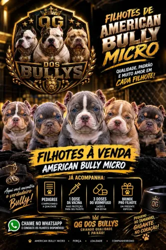 Lindos filhotes de american bully micro (FILHOTES PRA PESSOAS EXIGENTES)