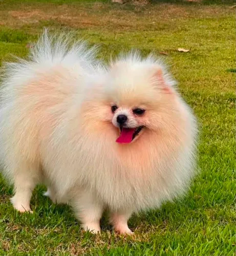 Lulu da pomeranea