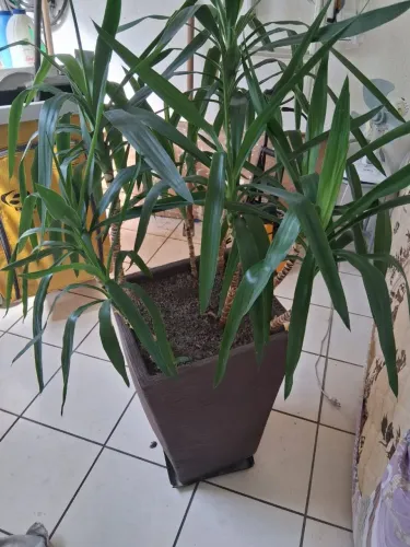 Vaso yucca 