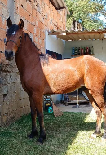 Vendo cavalo ou troco por egua 