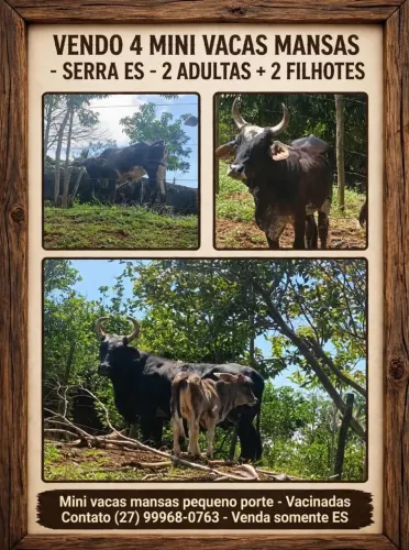 Mini vacas