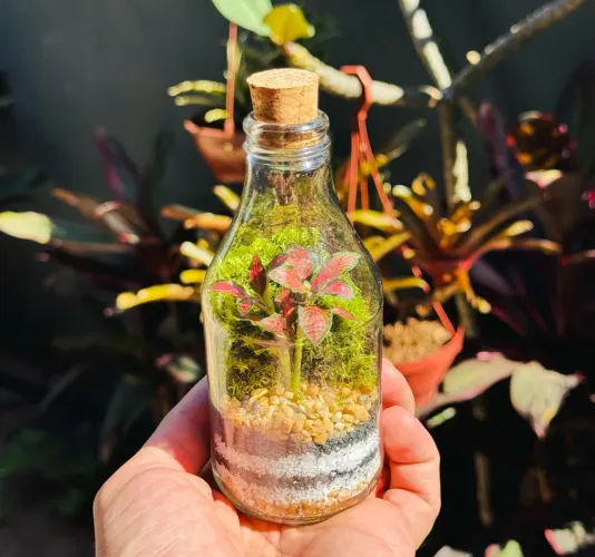 Terrário de Vidro com Plantas Naturais