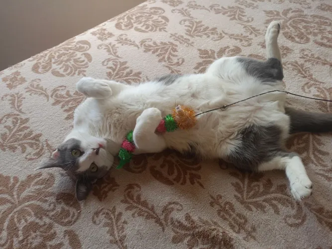 Doação Consciente 2 Gatinhos