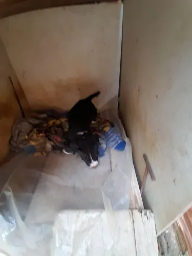 Cachorro