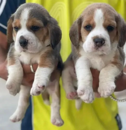 Filhotes de Beagle | Viva momentos inesquecíveis!