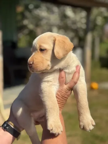 Filhotes de Labrador macho chocolate perfeito!