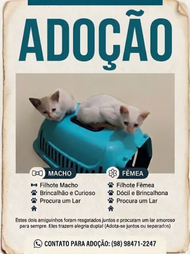Doação de Gatos Filhotes