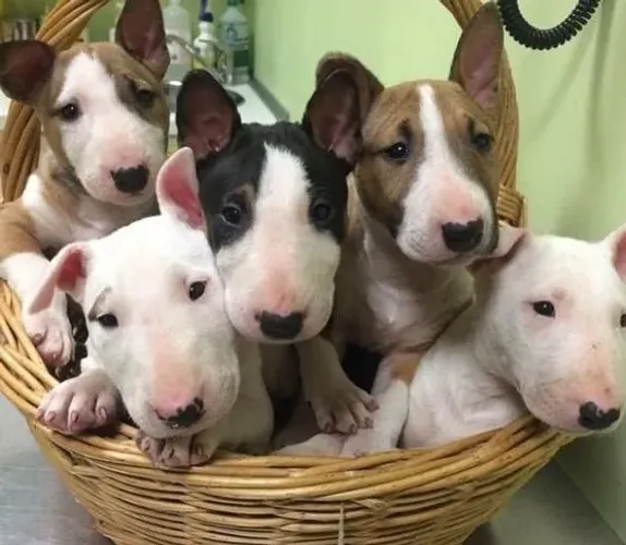 Bull terrier