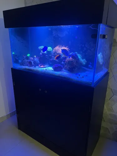 Desapegando aquário marinho