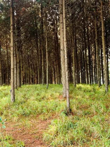 Fazenda 96 Alqueires, 35 Alqueires em Pinus, Rico em Água com Açudes e Rio, Topografia Boa