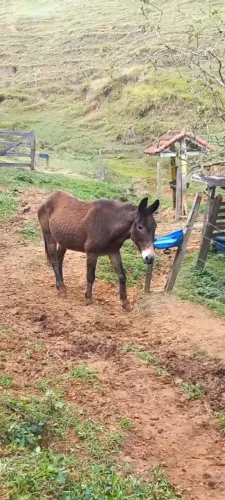 Mula preta boa p crianças