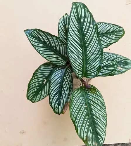 Plantas ornamentais