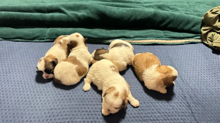 Vendo filhote apso lhasa com shih tzu