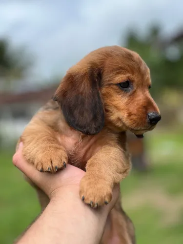 Lindo filhote de Dachshund pelo longo 
