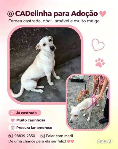 Cadelinha castrada