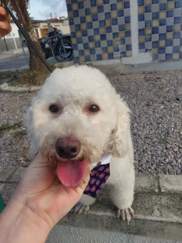 Poodle macho /cruza