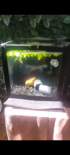 15 Aquários de 8 litros 20x20x20 Oportunidade! 