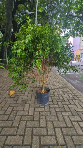 Jaboticabeira Híbrida